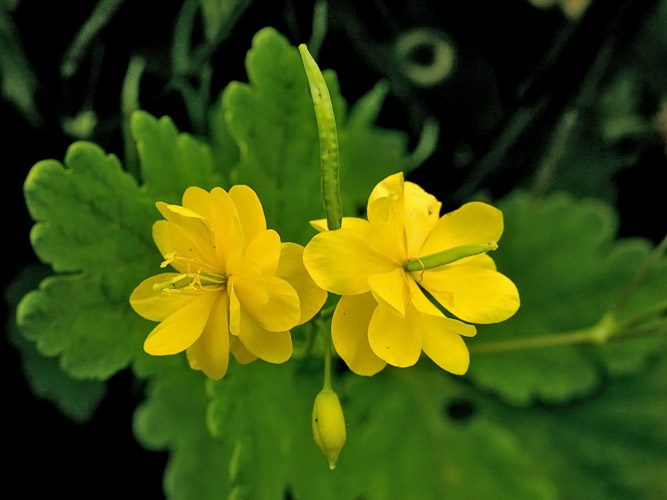 Celandine seed Chelidonium majus